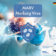 HOCL tegen Marburg-virus, ontsmettingsmiddel tegen omhulde virussen Marburg-virus